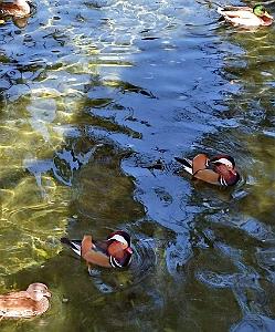 2023 11 PEKIN - PARC BEIHAI (36)